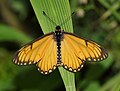 * Nomination: Open wing position of Male Acraea issoria Hübner, 1818 – Yellow Coster (by Tamaghna Sengupta) --Atudu 15:35, 4 January 2020 (UTC) * Review over-saturated --Charlesjsharp 12:32, 5 January 2020 (UTC)