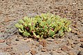 * Nomination Opuntia stricta, Gran Valle, Fuerteventura --Llez 08:41, 24 April 2017 (UTC) * Promotion Good quality. --A.Savin 11:55, 24 April 2017 (UTC)