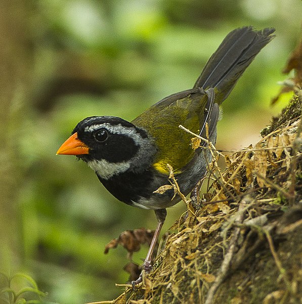 File:Orange-billed Sparrow - Rio Tigre - Costa Rica S4E9639 (26584988352) (cropped).jpg