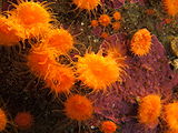Orange cup coral, Balanophyllia elegans