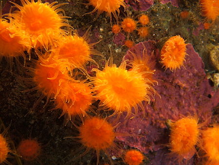 Tập tin:Orange cup coral (Balanophyllia elegans) 01.jpg
