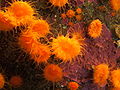 Orange cup coral (Balanophyllia elegans) 01.jpg