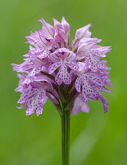 Orquídea da espécie Orchis tridentata. (definição 790 × 1 024)