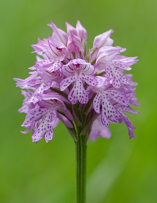 Orquídea da espécie Orchis tridentata. (definição 790 × 1 024)