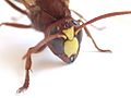 Oriental Wasp - Head.jpg