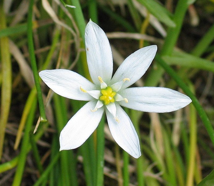 File:Ornithogalum umbellatum-Tci.jpg