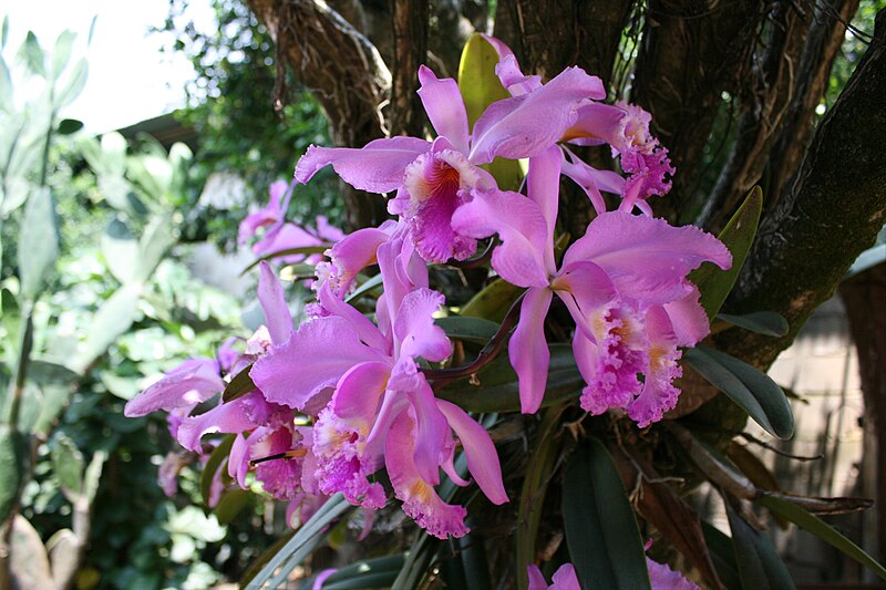 File:Orquídea Nacional Venezolana.JPG