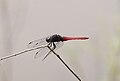 * Nomination Orthetrum pruinosum --Vengolis 03:05, 28 November 2018 (UTC) * Promotion Good quality. -- Johann Jaritz 03:10, 28 November 2018 (UTC)