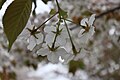 P318 オオシマザクラ Oshimazakura 花の写真