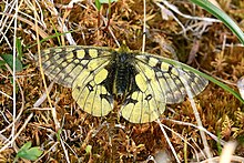 PARNASSIAN EVERSMANN'S (Parnassius eversmanni) (6-25-2016) denali highway, mile p13 pass, near paxson, alaska (5) (28494228324).jpg