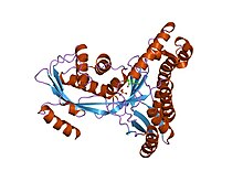 Modèle tridimensionnel de l'enzyme