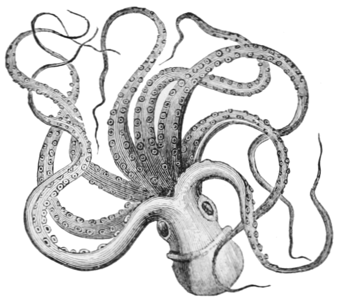 File:PSM V14 D360 Octopus or devil fish octopus vulgaris.png