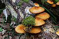 Paddenstoelen op dood hout. Locatie, Stuttebosch in de lendevallei. Provincie Friesland.