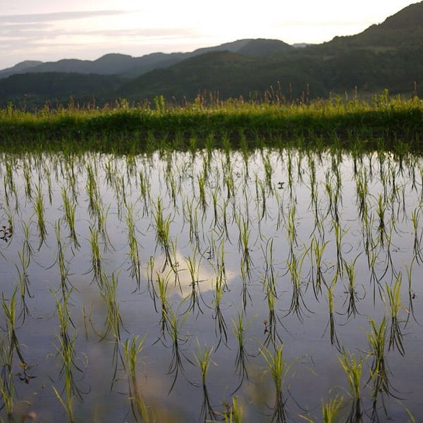 File:Paddy field in Japan, -5 Jun. 2012 a.jpg