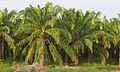 Plantation de Elaeis oleifera en Mexique