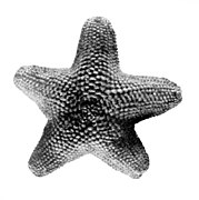 Aquilonastra rosea.