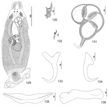 Parasite150040-fig17 Pseudorhabdosynochus mizellei Kritsky, Bakenhaster & Adams, 2015 - FIGS 129-136.tif