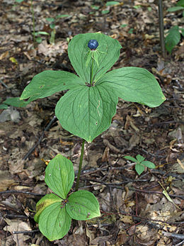 Keturlapė vilkauogė (Paris quadrifolia)