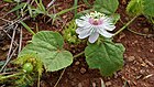 Passiflora feotida.jpg