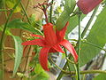 Passiflora murucuja5.jpg