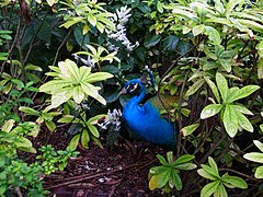 Blauer Pfau (Pavo cristatus) in der Vegetation