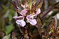 Pedicularis racemosa