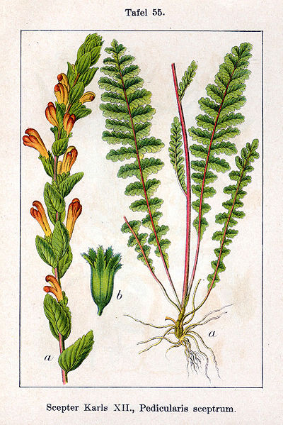 File:Pedicularis sceptrum-carolinum Sturm55.jpg