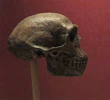 Crâne reconstitué de l'Homme de Pékin.