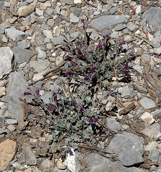 File:Penstemon thompsoniae ssp jaegeri 6.jpg