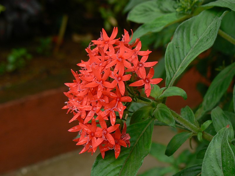 File:Pentas lanceolata (1453606964).jpg