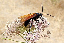 Pepsis formosa espèce cousine vivante.