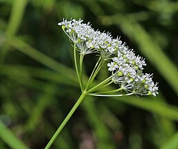 Yampah (Perideridia parishii), sideview of umbel