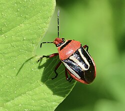 Perillus exaptus.jpg