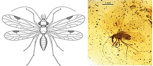 Paraneoptera