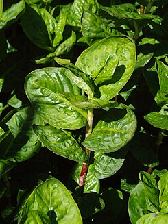 Persicaria tinctoria bergianska.JPG