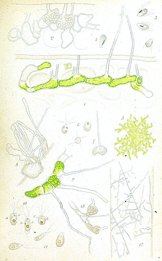 <i>Phaeophila</i> Genus of algae