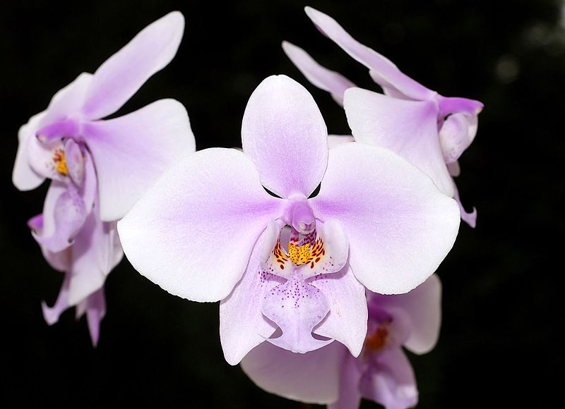 File:Phalaenopsis schilleriana Orchi 013.jpg