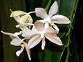 Phalaenopsis tetraspis white colour