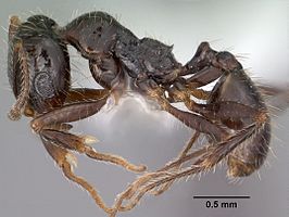 Pheidole militicida