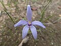 Pheladenia deformis