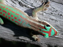 Mauritius ornate day gecko Phelsuma ornata - journal.pbio.1001382.png