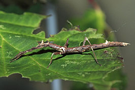 Phenacephorus cornucervi