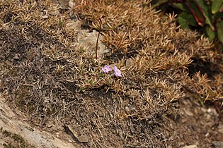 Phlox diffusa