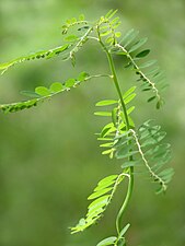 Stonebreaker, Seed-under-leaf (Phyllanthus sp.)