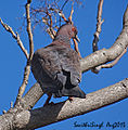 Picazuro-Pigeon-(Patagioenas-picazuro)-DSC04426 250813 buenosaires.jpg