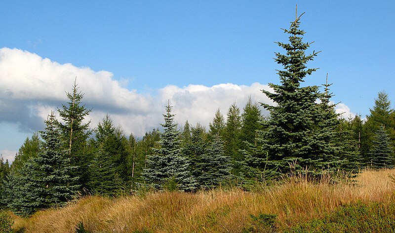 File:Picea pungens Karkonosze.JPG