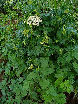 Pimpinella major 001.JPG