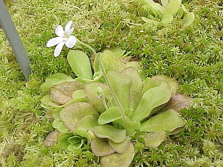 <i>Pinguicula agnata</i> Species of carnivorous plant