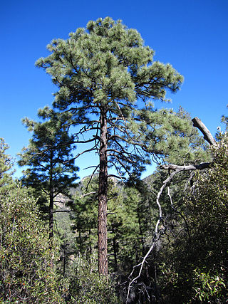 <i>Pinus engelmannii</i> Species of conifer