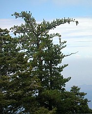Trees, San Jacinto Mountains, California